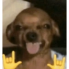 Perrito 8
