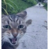 Gatos 8