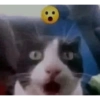 Más gatitos ♥️ 25