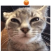 @boobicats