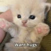 Meme Kucing Cute 🐱 14