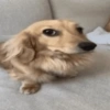 Memes que todo mundo quer  5