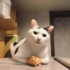 Kitty cats 2 7