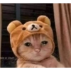 Gatitos 8