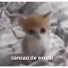 Funny cats - Pak 2 9