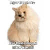 Chatpate Couple Stickers Part2 9