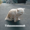 Tidaaaaaaaaaaak