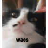 Nao 11