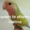 quem te chamo cretina @bichinhosbrabo