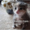 Gatinhos 10