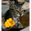 Kitty cats 2 11