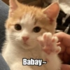 Meme Kucing Cute 🐱 8