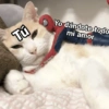 🩷😍Gatitos Con Frases🥴🐈‍⬛ 10