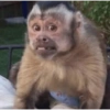 Macaquinhos 13