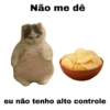 Meme gatos 12