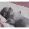 Kucing Lucu 1 19