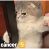 câncer