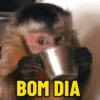 MACACOS 🙈 (COM TEXTO) 2