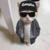Gatito 12