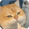 Cat Meme 13