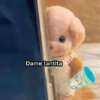 Dame tantita