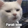 Meme Kucing Cute 🐱 6