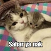 Meme Kucing Cute 🐱 5