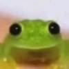 Animalitos 10