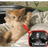 ABSOLUTE CINEMA