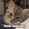 Meme Kucing Cute 🐱 16
