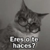 🩷😍Gatitos Con Frases🥴🐈‍⬛ 14