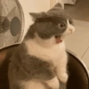 Kucing ngambek  11