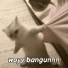 MEME KUCING BUCIN ❤ 10