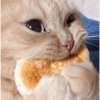 Kucing Lucu 1 20