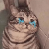 Sad cats and kittens 😭 10