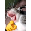 Gatitos melos😜 10