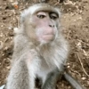 Reações + macacos 🐒 25