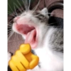 Kitty cats 2 8