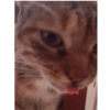 Gatitos 6