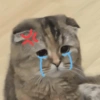 Sad cats and kittens 😭 21