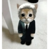 Gatito 6