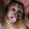 Macaquinhos 14