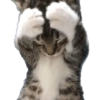 MASCOTA PT. 1 15