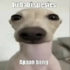 Lu babi spesies Apaan bang