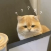 🧿Animalitos cute para chat 2 7