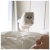 Kucing Lucu 1 21