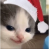 Gatitos cura Depresión🎄 9
