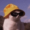 Kucing ngambek  13