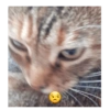 Gatitos 7