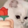 Más gatitos ♥️ 12